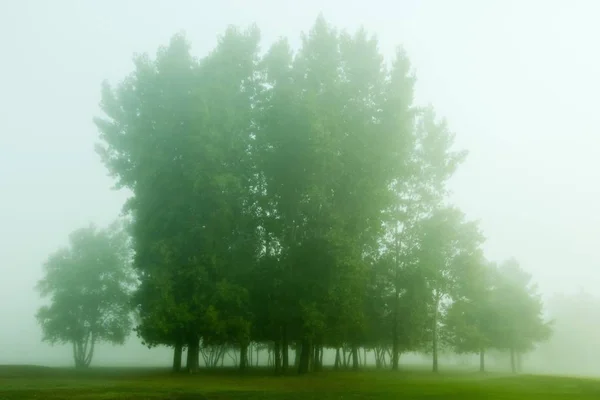 Árvores Verdes Altas Campo Uma Manhã Muito Nebulosa — Fotografia de Stock