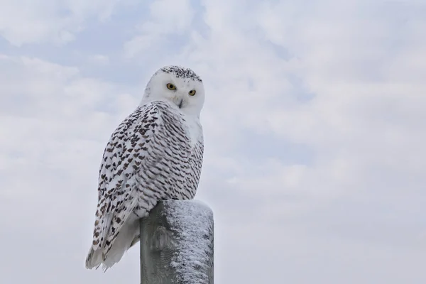 Blisko Spoglądając Snowy Sowa Słupie Przed Białymi Chmurami Niebieskim Niebie — Zdjęcie stockowe