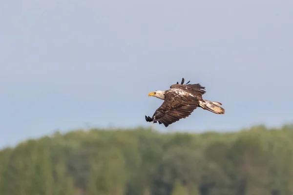 Close Van Kale Adelaar Vliegen Bomen Blauwe Lucht — Stockfoto