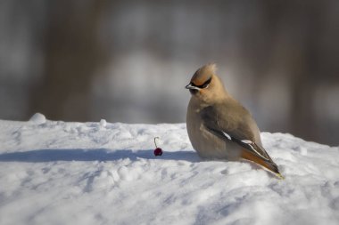 Kar üzerinde kırmızı meyveli bohem kanatlı kuş.