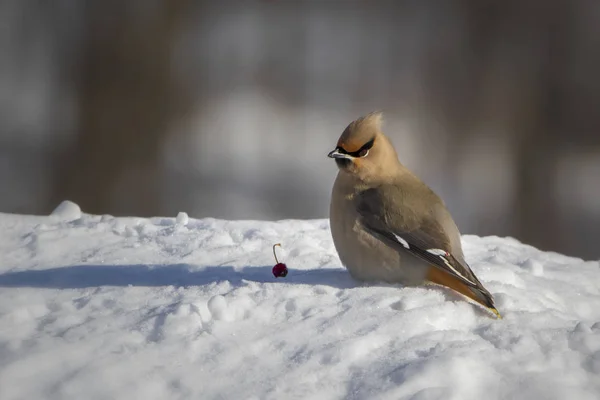 Boemia Waxwing Pasăre Fructe Roșii Zăpadă — Fotografie, imagine de stoc