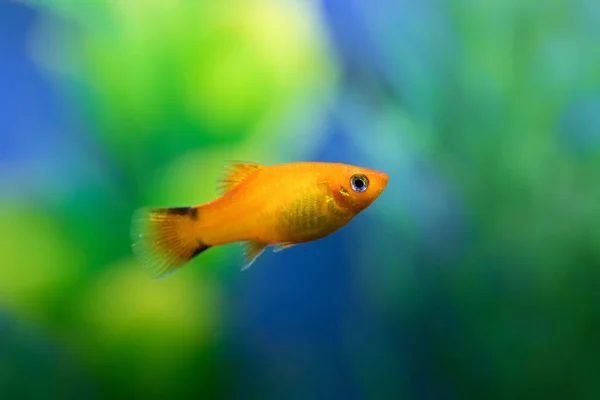 Närbild Orange Färg Platy Fisk Mot Grön Och Blå Suddig — Stockfoto