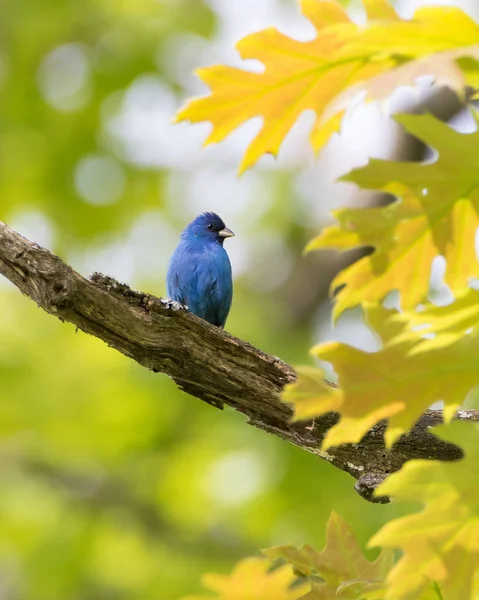 Indigo Bruant Oiseau Bleu Sur Branche Chêne Printemps — Photo