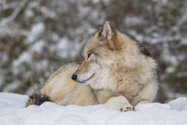 Gri Kurt 'a yaklaş. Nazik ve nazik görün.