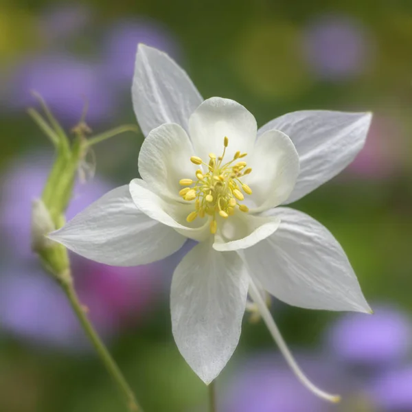 Pure white columbine flower soft close up