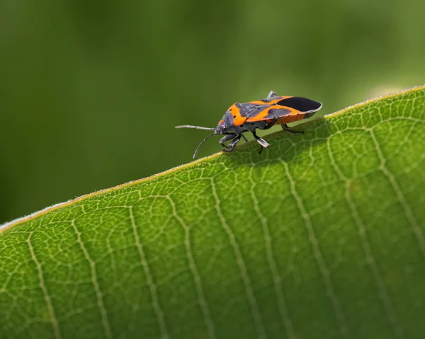 가장자리를 벌레의 — 스톡 사진