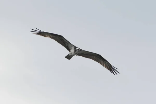 Flying Osprey Örn Fågel Byte Med Spridda Vingar Blekblå Himmel — Stockfoto