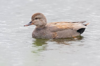 Bahar tüylü erkek Gadwall ördeğine yaklaş