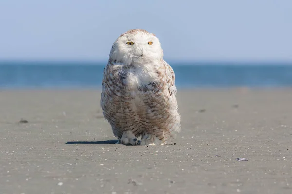 Close Van Snowy Uil Staan Zandstrand Met Blauwe Lucht Water — Stockfoto