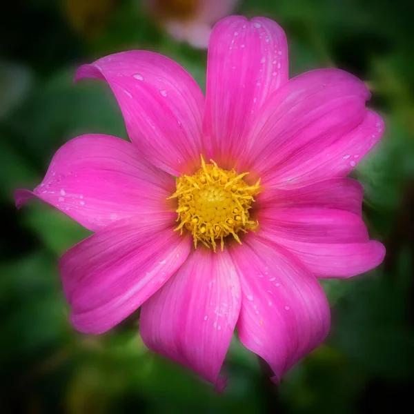 Růžová Květy Anémie Květu Kapkami Rosy — Stock fotografie