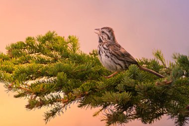 Song Sparrow 'un sabahın erken saatlerinde söylediği ilk şarkı.