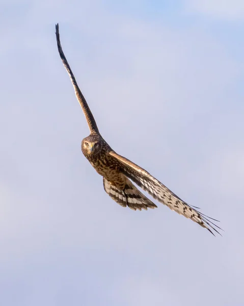 Verticale Extreme Close Van Northern Harrier Havik Vlucht Kijkend Naar — Stockfoto