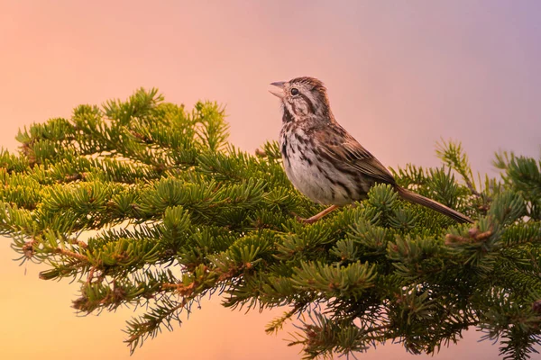 Song Sparrow Sabahın Erken Saatlerinde Söylediği Ilk Şarkı — Stok fotoğraf