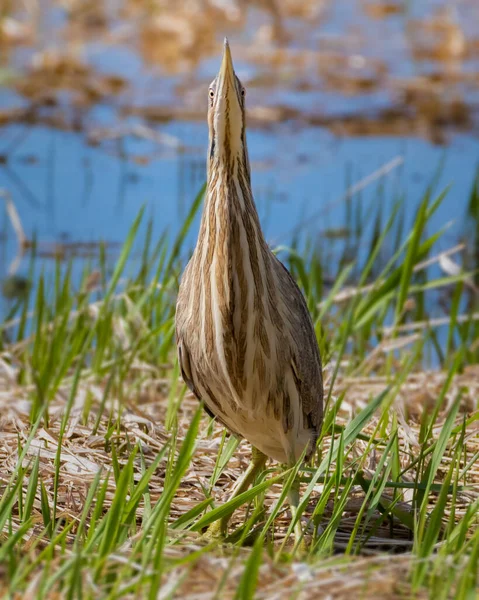 Americké Bittern Maskování Chování Tím Stojí Nehybně Trávě Pole — Stock fotografie