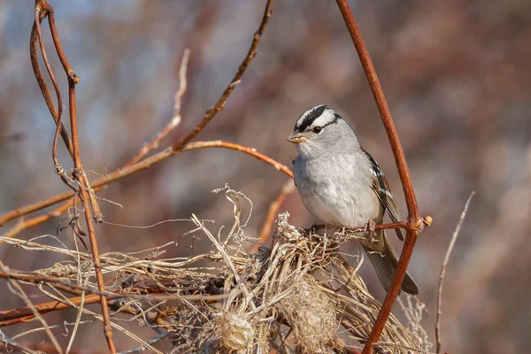 Closeup Sparrow Branco Coroado Poleiro Ramo Arbusto Pepino Selvagem — Fotografia de Stock