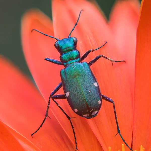 Macro Foto Seis Manchas Cicindela Escarabajo Tigre Color Naranja Flor — Foto de Stock