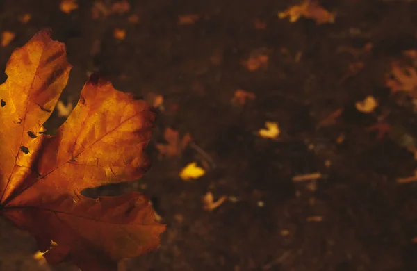 Holka Drží Ruce Zlatý Javorový List Podzim Podzim Vancouveru Kanadě — Stock fotografie