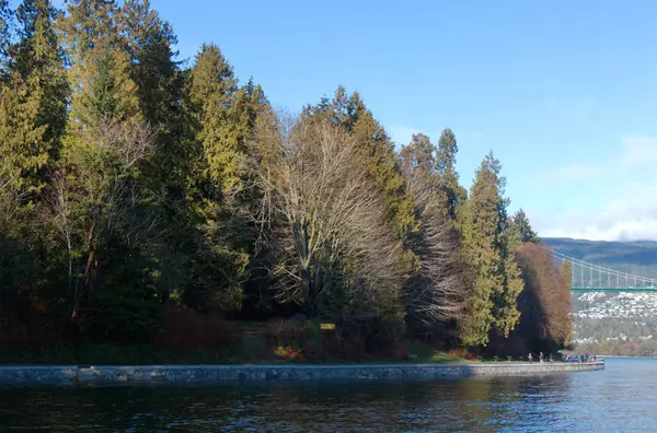 Uitzicht Zeewering Stanley Park Zonnige Dag Met Pijnbomen Leeuwenpoort Brug — Stockfoto