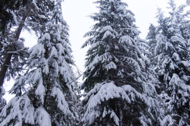 Karla kaplı çam ağaçlarıyla Kunduz Gölü Yolu manzarası. Vancouver 'daki kar fırtınası sırasındaki kış manzarası.