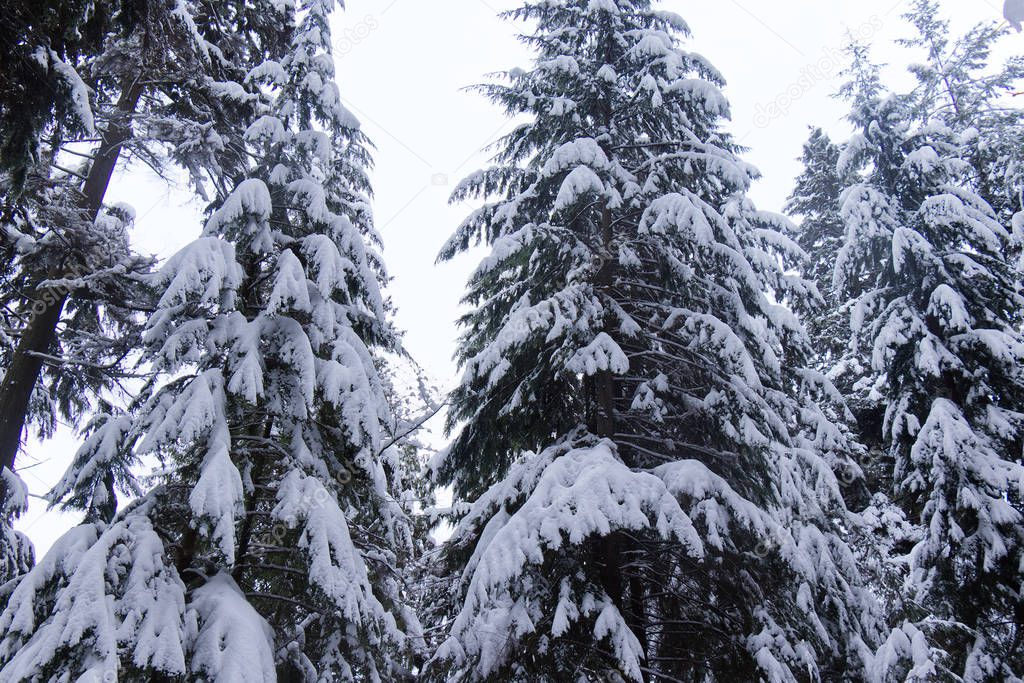 View of Beaver Lake Trail with pine trees covered in snow. Winter landscape during the snow storm in Vancouver.