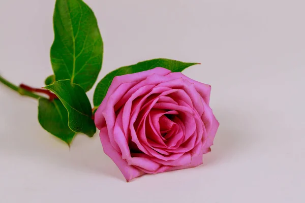 Rosa Rosa Con Foglie Verdi Isolate Sfondo Bianco — Foto Stock