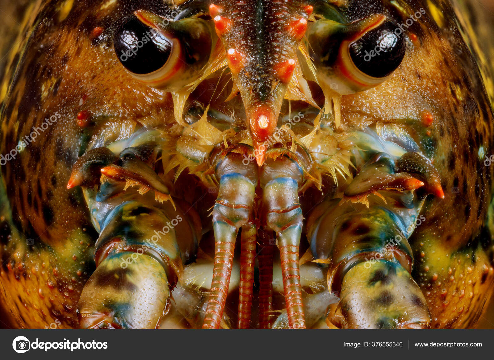 Ansigt Søde Levende Hummer Med Detaljer Makroskud — Stockfoto © tastyfood  #376555346, image size:1600x1167