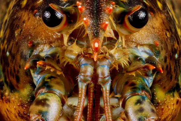 Wajah Lucu Hidup Lobster Dengan Rincian Tembakkan Makro — Stok Foto