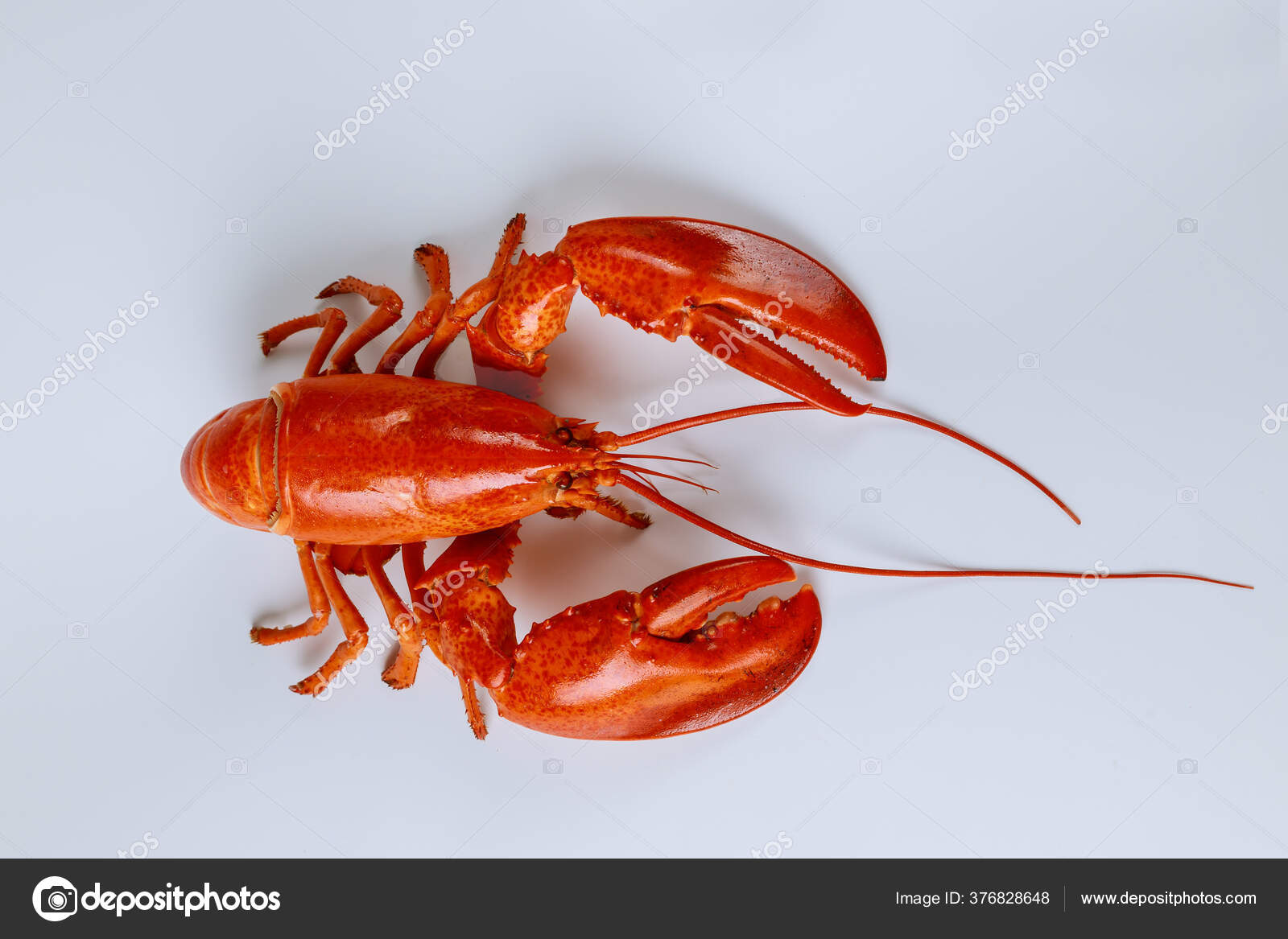 Kokt Stor Hummer Isolert Hvit Bakgrunn – stockfoto © tastyfood #376828648, image size:1600x1167