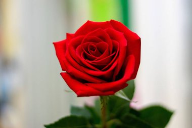 Çiçek gülü ve taç yaprakları yakın