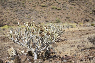 Kaktüsle Çöl Manzarası