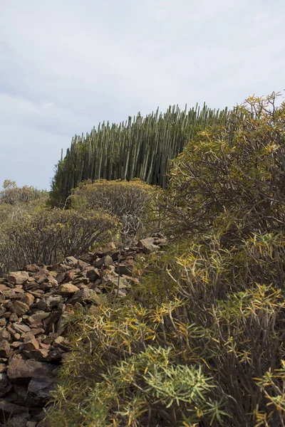 Ökenlandskap med kaktus — Stockfoto
