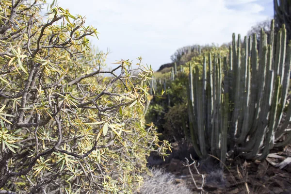 Pouštní krajina s kaktusem — Stock fotografie