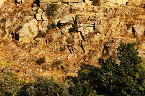 Braune Felswand und grüner Baum — Stockfoto