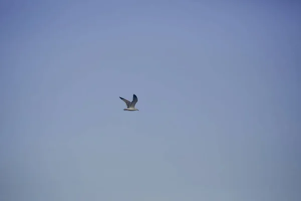 Weiße Möwe fliegt über blauen Himmel — Stockfoto