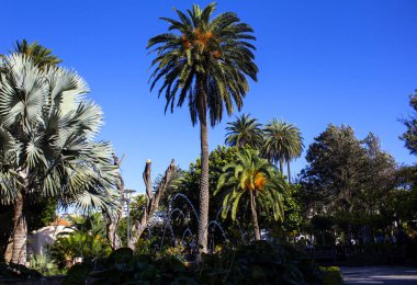 Tropik bahçe ağacı ve bitki