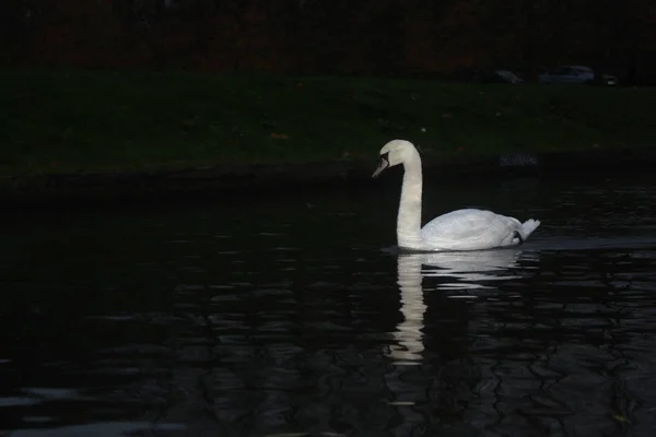 White swan into pond — Stock Photo, Image