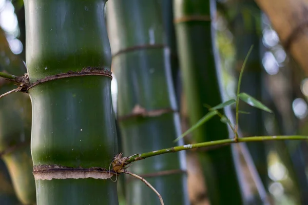Grüne Bambusstämme auf verschwommenem Hintergrund — Stockfoto