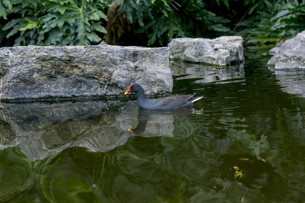 Schwarzer Vogel mit rotem Schnabel schwimmt in grünem See — Stockfoto