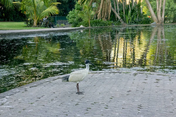 Schwarz-weißer Ibisvogel in der Nähe des Sees — Stockfoto