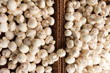 Taze şampiyon mantarları sepette