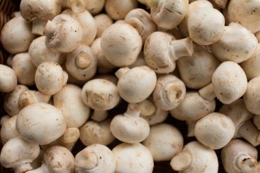 Taze şampiyon mantarları sepette