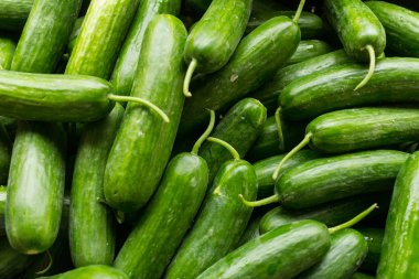 Salatalık yakın çekim