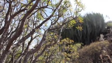 Kuru bitki ve yeşil uzun kaktüslerle dolu çöl, Büyük Kanarya, İspanya 