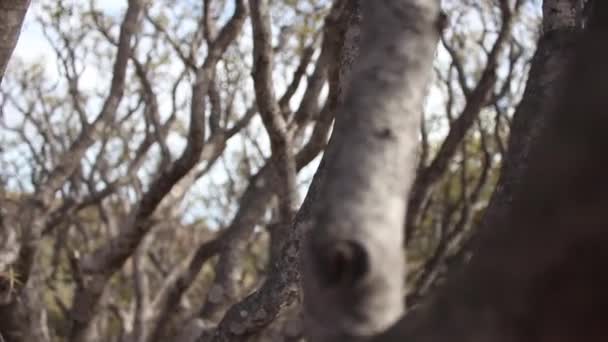 Desert Full Dry Plant Green Long Cactus Gran Canaria Spain — Stock video