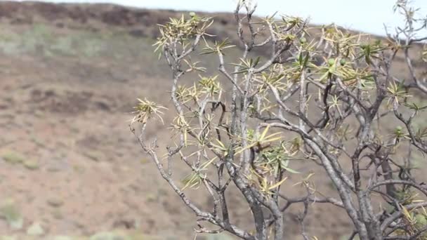 Deserto Com Planta Seca Cacto Longo Verde Gran Canaria Espanha — Vídeo de Stock