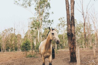 Hareketli uzun yeleli beyaz at. İspanyol atı, Endülüs