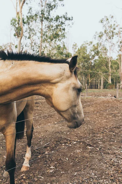 White Horse Long Mane Portrait Motion Spanish Horse Andalusian — Stock Photo, Image