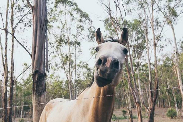 Retrato Hermoso Caballo Blanco Rancho — Foto de Stock