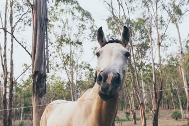 Çiftlikteki güzel beyaz atın portresi