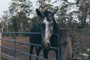 Vahşi çiftlikte alnında beyaz leke olan güzel siyah at. İspanyol atı